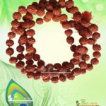 You can buy Rudraksha Mala Holy Hindu 108 + 1 Beads at www.originaltulsimala.com. Its provide large collections of original tulsi lockets malas Products in your best prices.