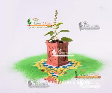 original tulsi mala plant