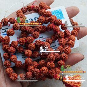 Five Mukhi Rudraksha Mala 108 Beads with Certificate